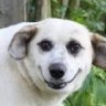 NoobDoggyDogg