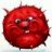 seeigel