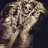Mozartus