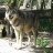 wolve_74
