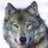 webwolf67