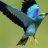 einBirdy
