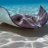 stingray