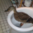 WC-Ente