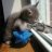 Cattivo
