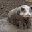 Stinkschwein