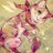 sweetmewmew