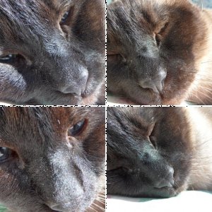 Mein Kater