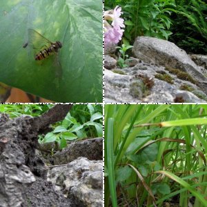 Mein Garten