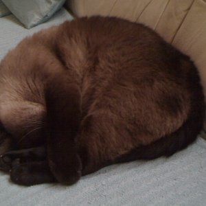 ein müder Kater