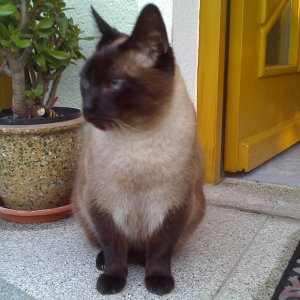 Wachkater