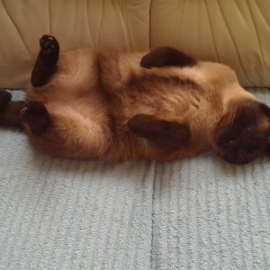Charly auf dem Sofa