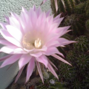 Kaktusblüte