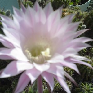Kaktusblüte