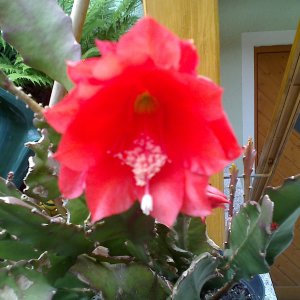 Kaktusblüte