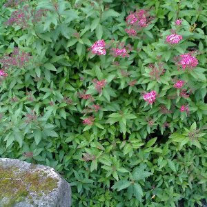 Mauerblümchen