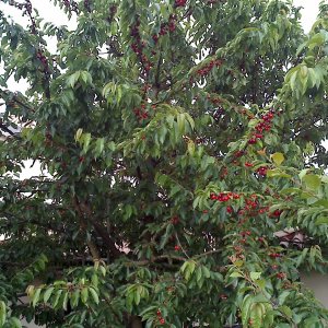Kirschbaum