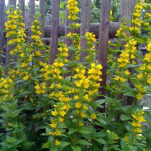 Goldfelberich