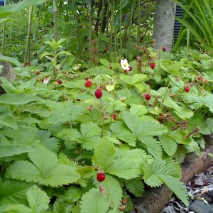 wilde erbeeren