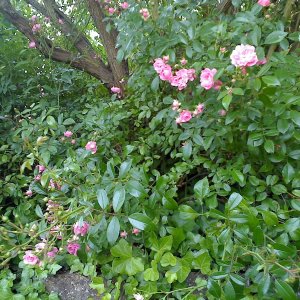 Rosen unter Sommerflieder