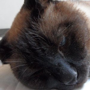 SAM 0904