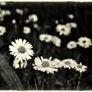 daisies old