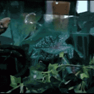Gecko
