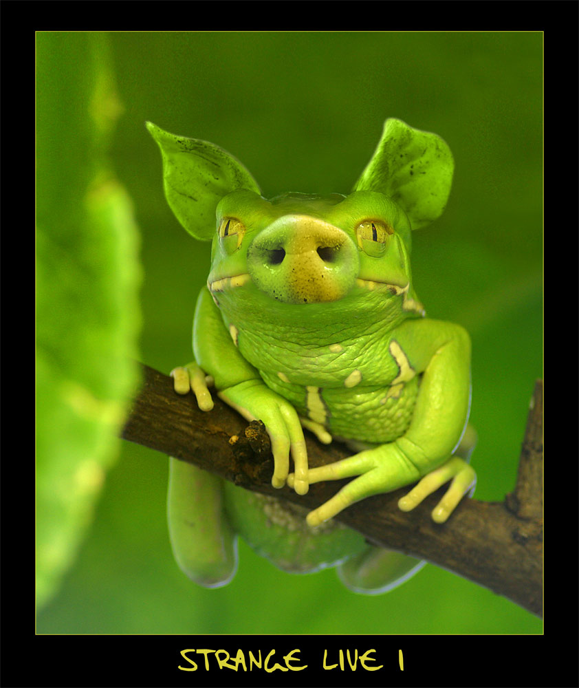 Ein Schweine Frosch