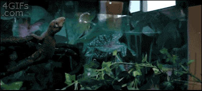 Gecko